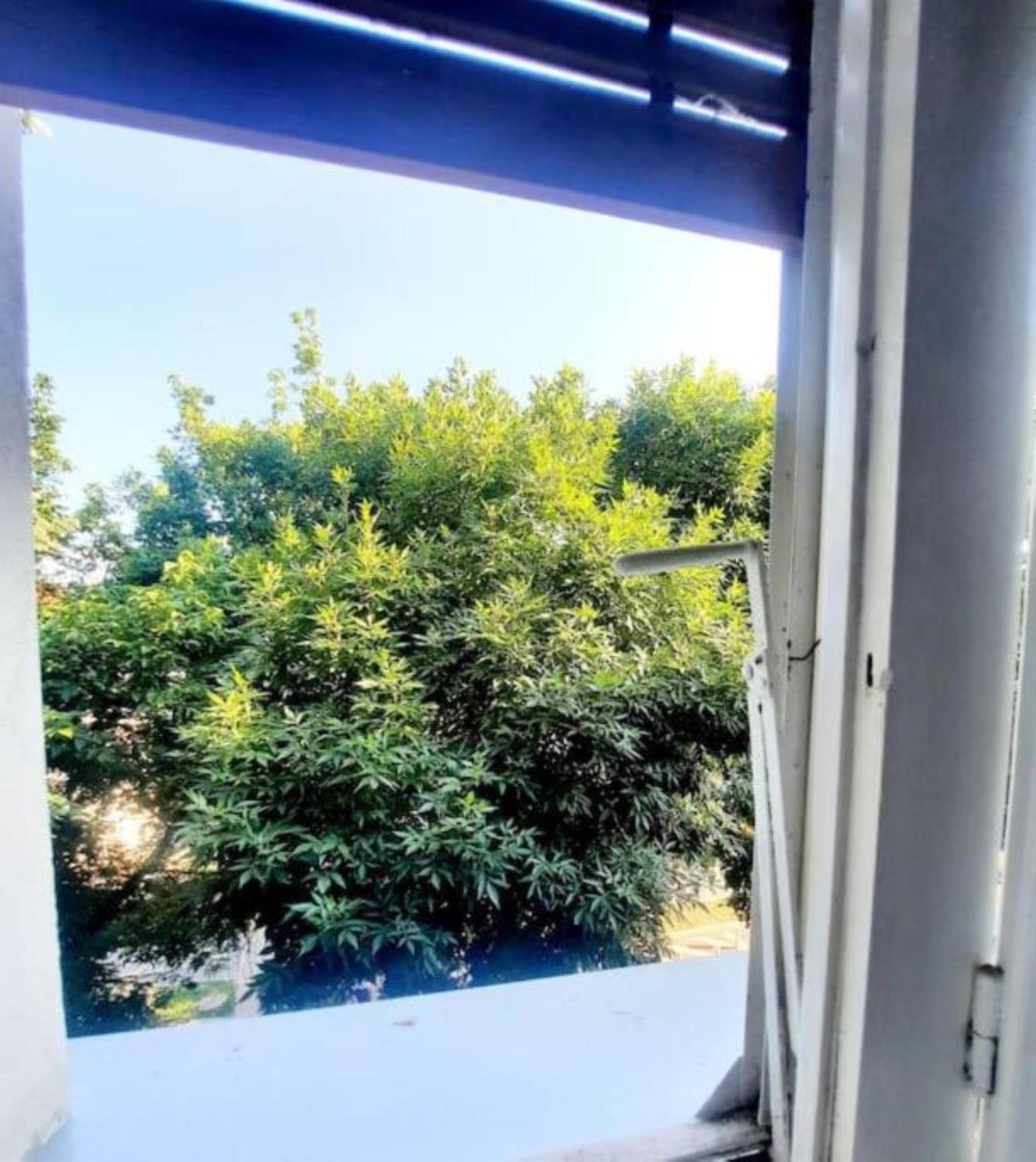 One Bedroom By The Park Old Town Belle Vue Timisoara Timişoara Exterior foto